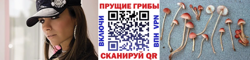 купить наркотик  Копейск  Псилоцибиновые грибы мухоморы 